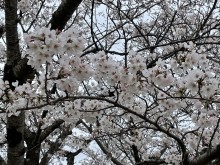 IMG_0681[1]